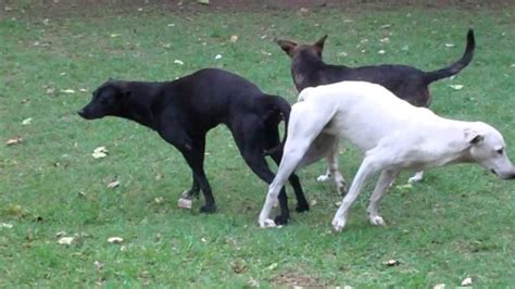 chicas follando con perros|Empinadita la adolescente se deja penetrar por su perro